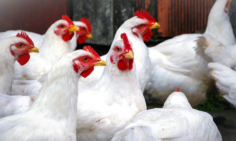 Poultry Management Sytem
